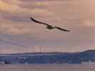 20200818Kadiköy0309_DxO